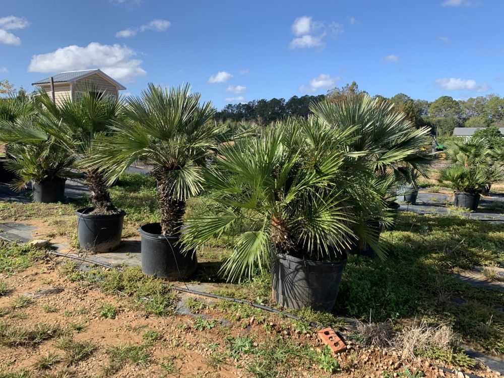 chamaerops-humilis-european-fan-palm-mediterranean-fan-palm