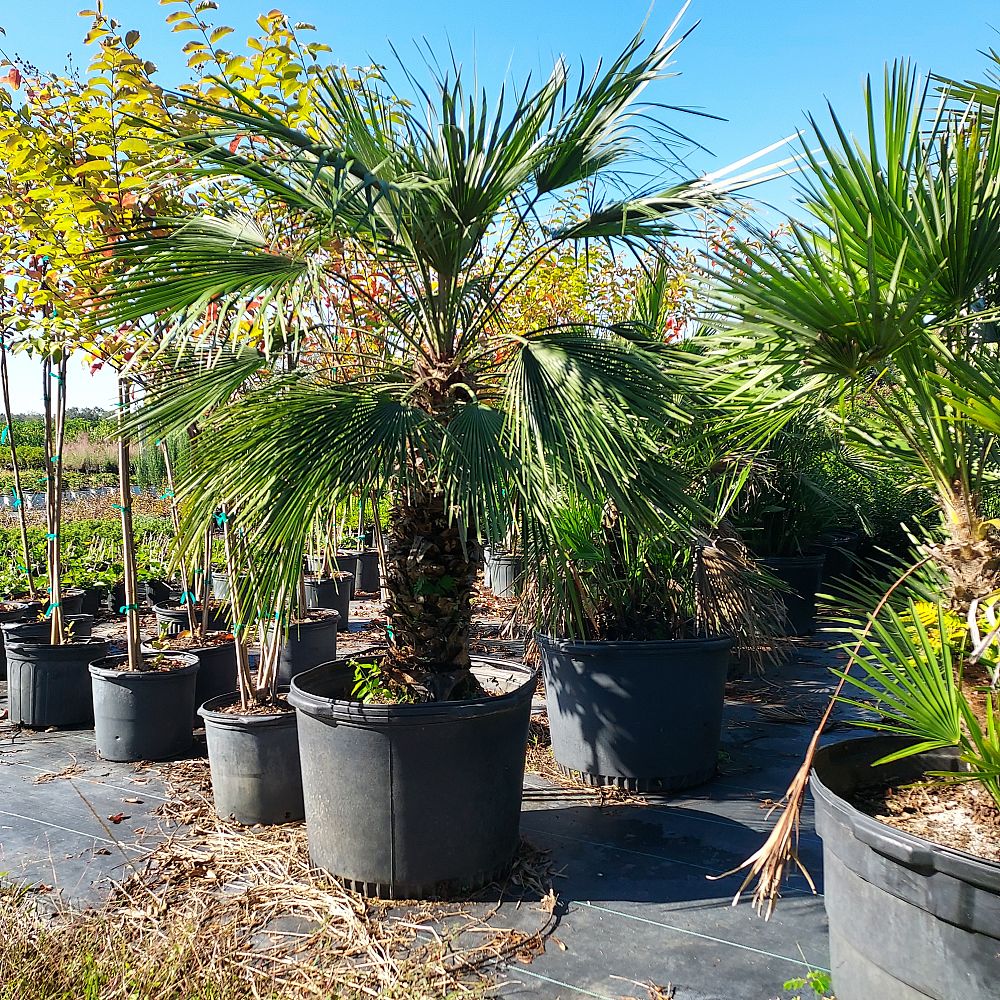 chamaerops-humilis-european-fan-palm-mediterranean-fan-palm