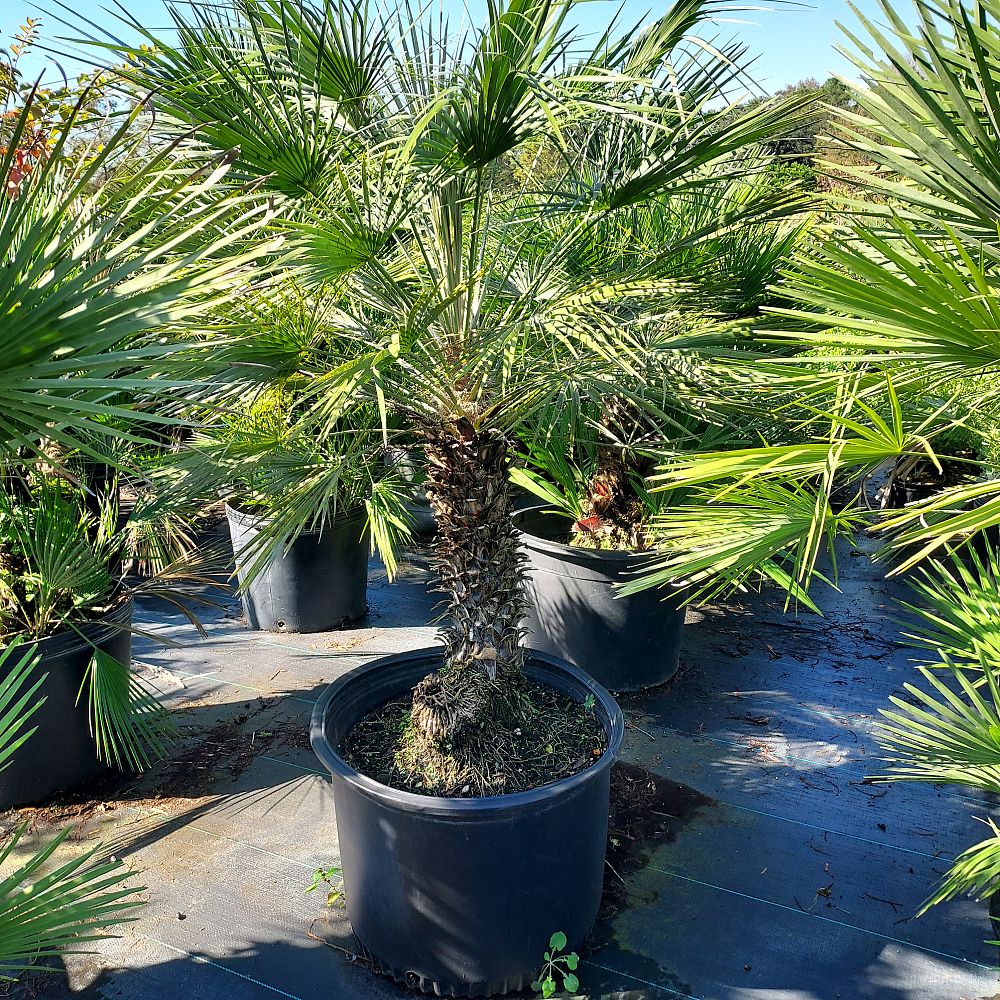 chamaerops-humilis-european-fan-palm-mediterranean-fan-palm