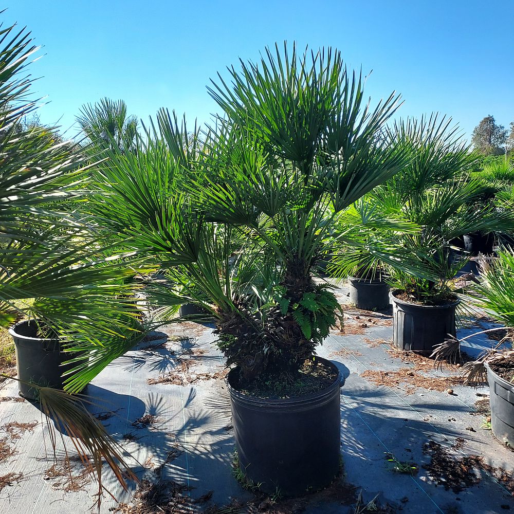 chamaerops-humilis-european-fan-palm-mediterranean-fan-palm