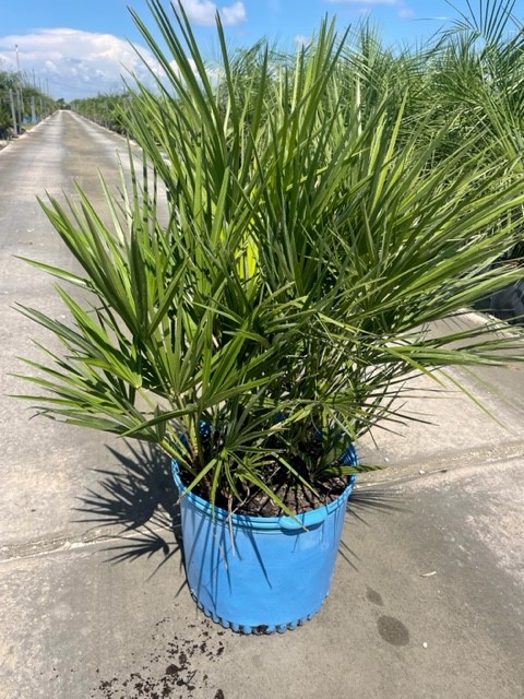 chamaerops-humilis-european-fan-palm-mediterranean-fan-palm