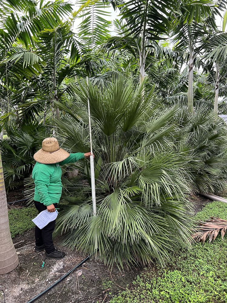 chamaerops-humilis-european-fan-palm-mediterranean-fan-palm