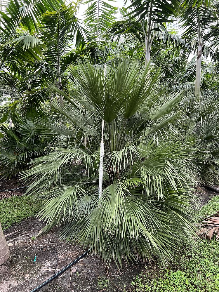 chamaerops-humilis-european-fan-palm-mediterranean-fan-palm