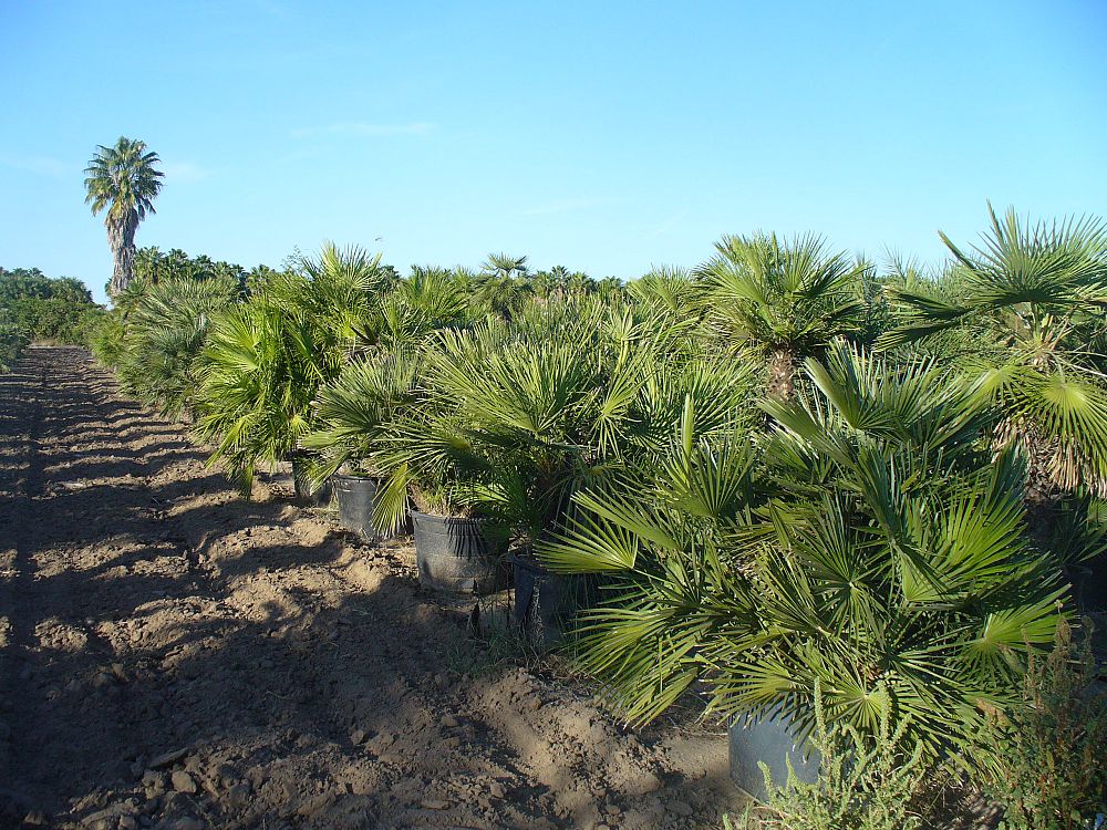 chamaerops-humilis-european-fan-palm-mediterranean-fan-palm