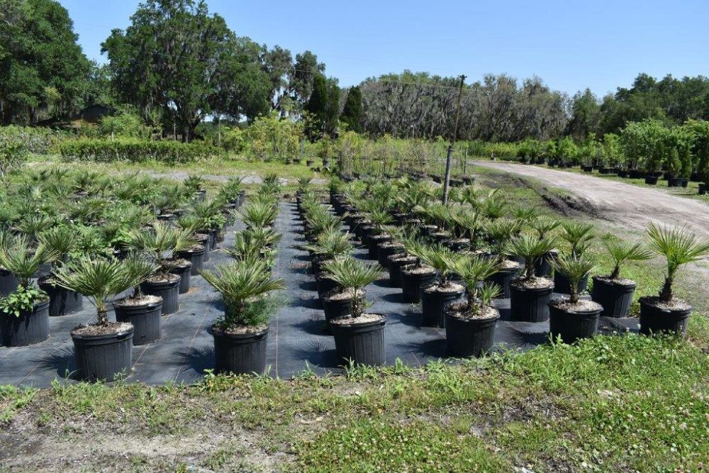 chamaerops-humilis-european-fan-palm-mediterranean-fan-palm
