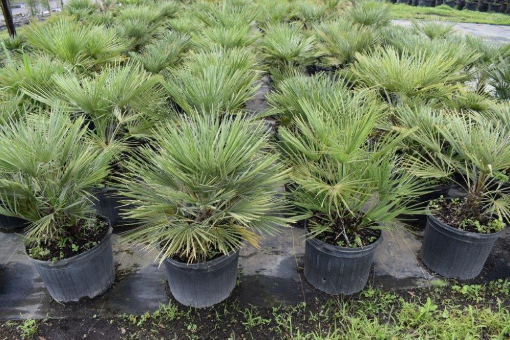 chamaerops-humilis-european-fan-palm-mediterranean-fan-palm