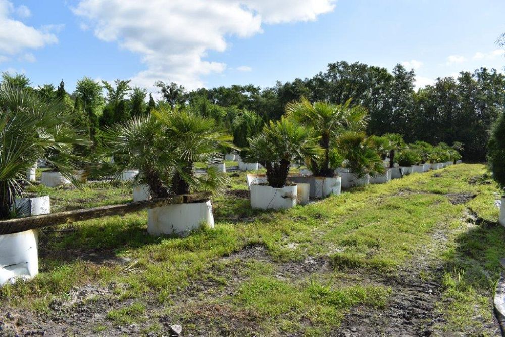 chamaerops-humilis-european-fan-palm-mediterranean-fan-palm