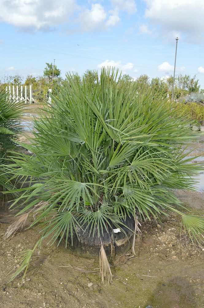 chamaerops-humilis-european-fan-palm-mediterranean-fan-palm