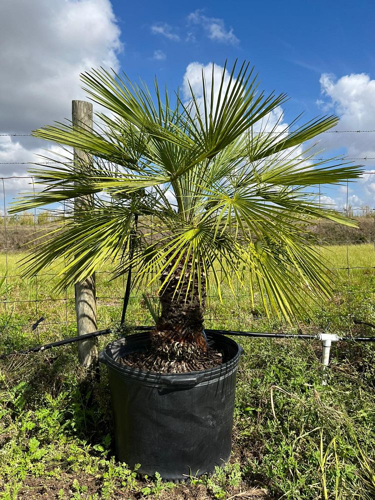 chamaerops-humilis-european-fan-palm-mediterranean-fan-palm