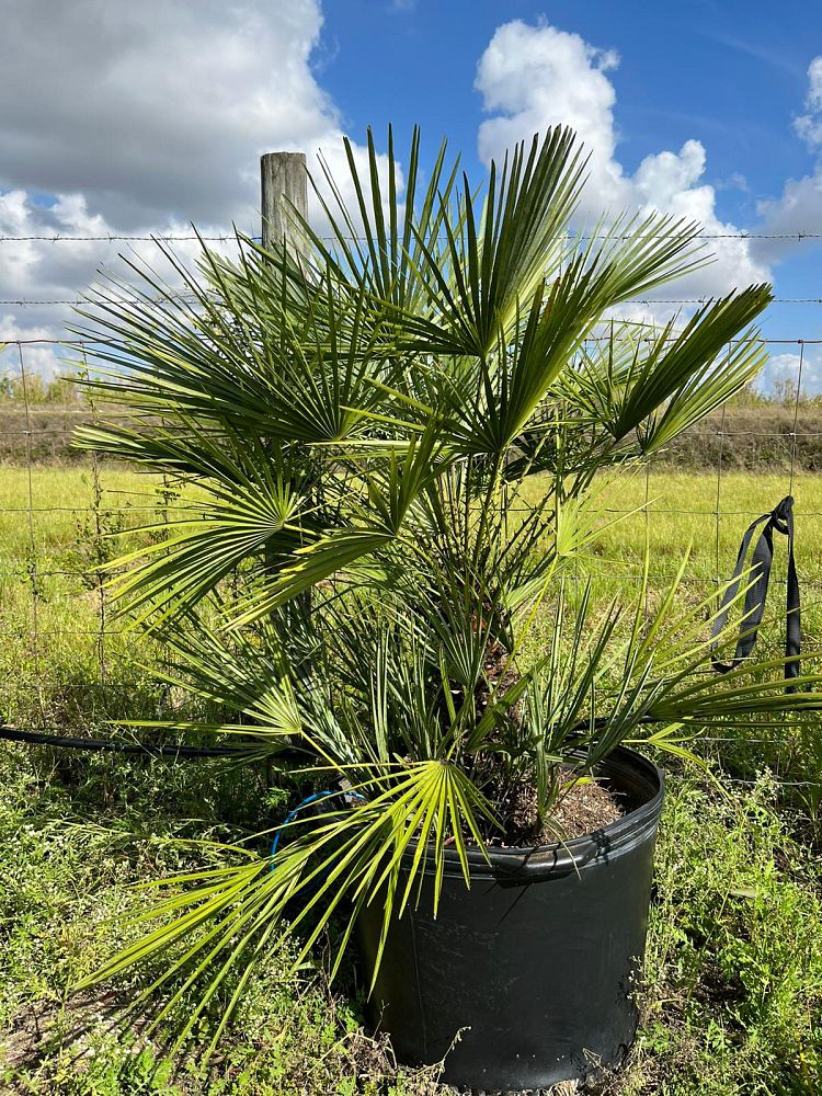 chamaerops-humilis-european-fan-palm-mediterranean-fan-palm