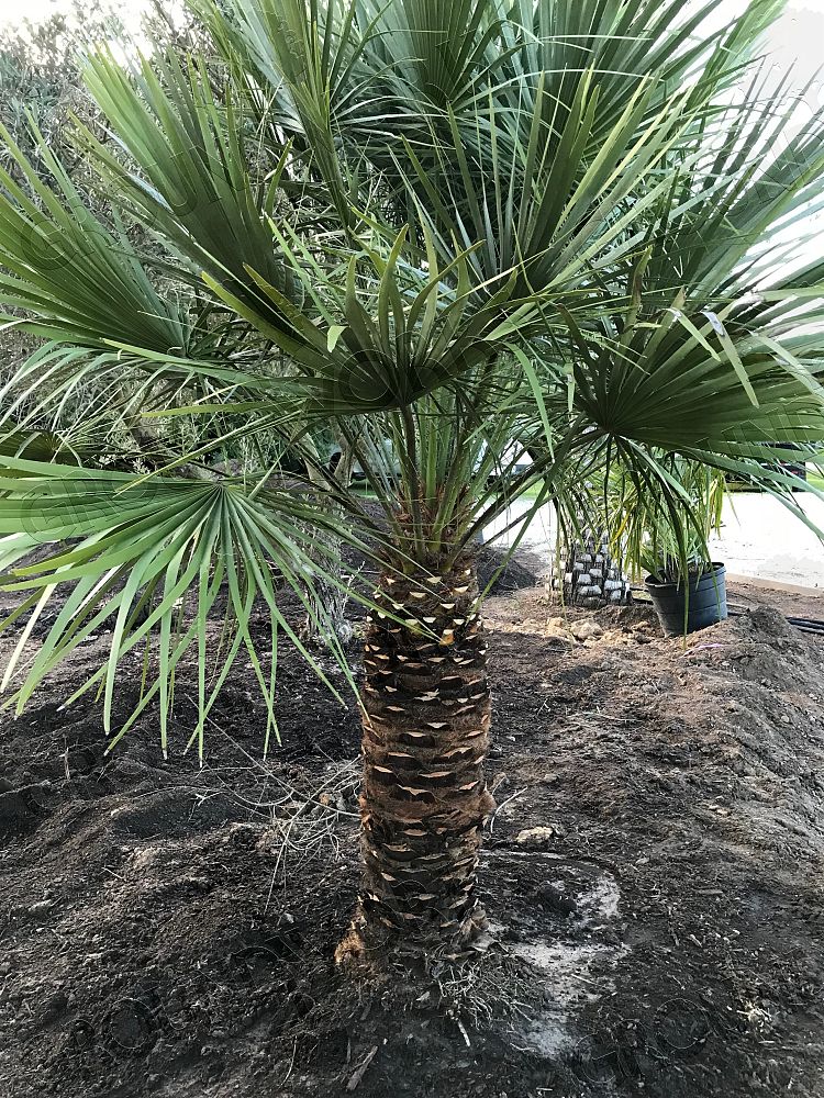chamaerops-humilis-european-fan-palm-mediterranean-fan-palm