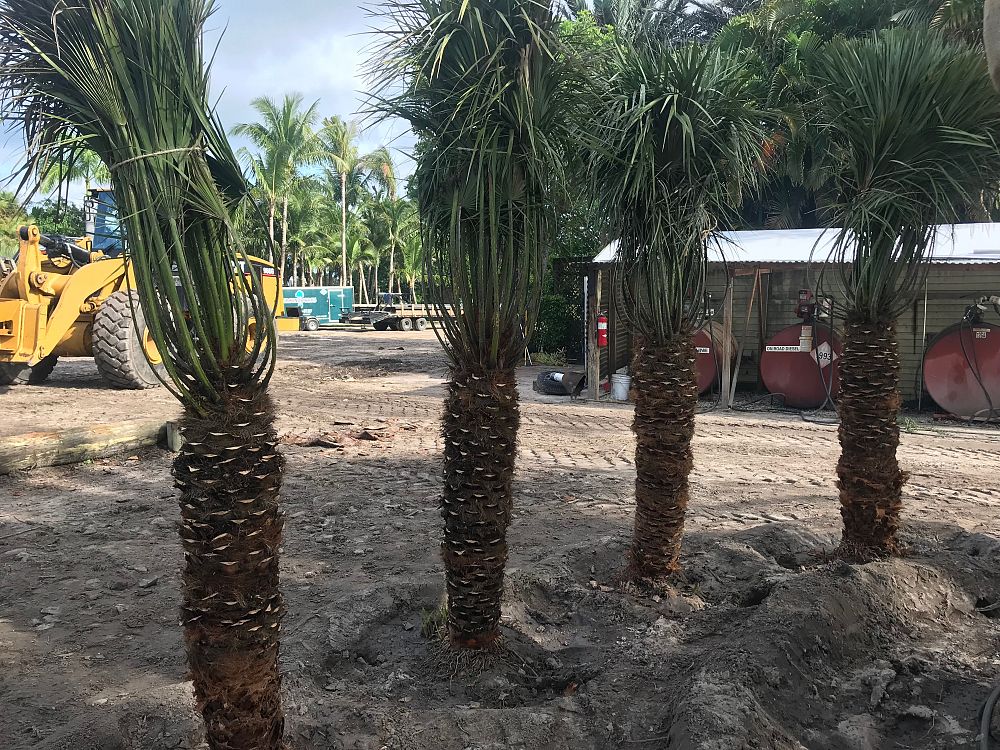 chamaerops-humilis-european-fan-palm-mediterranean-fan-palm
