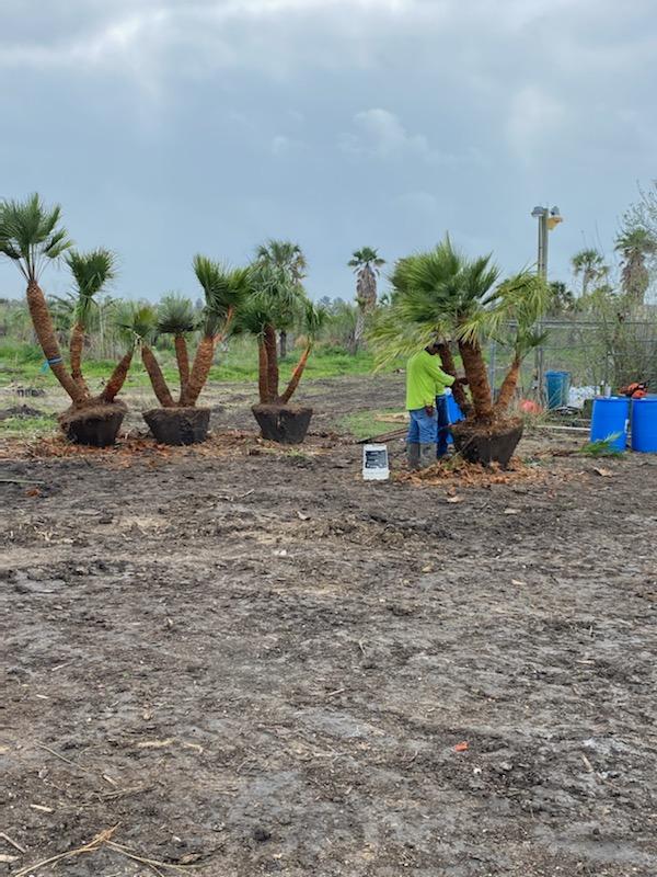 chamaerops-humilis-european-fan-palm-mediterranean-fan-palm