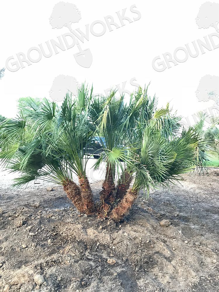 chamaerops-humilis-european-fan-palm-mediterranean-fan-palm