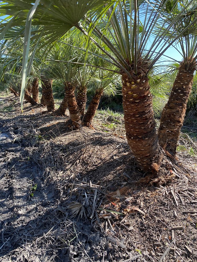 chamaerops-humilis-european-fan-palm-mediterranean-fan-palm