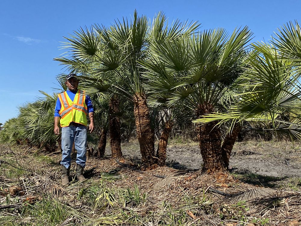 chamaerops-humilis-european-fan-palm-mediterranean-fan-palm