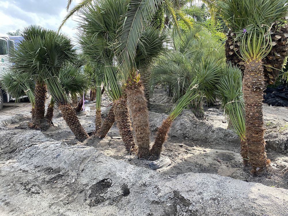 chamaerops-humilis-european-fan-palm-mediterranean-fan-palm