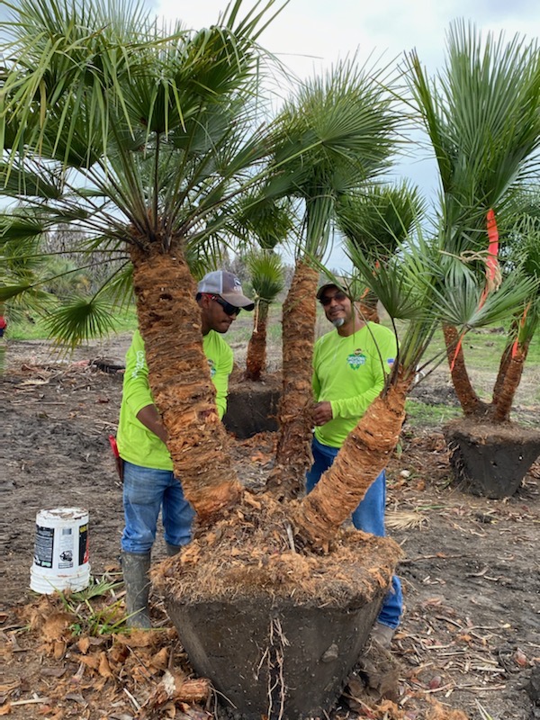 chamaerops-humilis-european-fan-palm-mediterranean-fan-palm