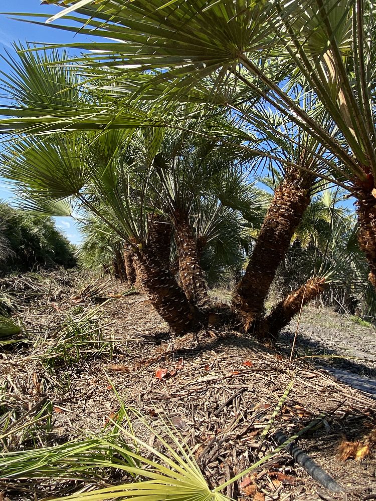 chamaerops-humilis-european-fan-palm-mediterranean-fan-palm