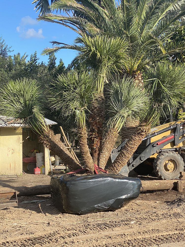 chamaerops-humilis-european-fan-palm-mediterranean-fan-palm