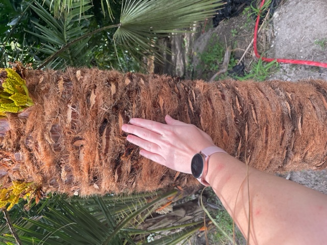 chamaerops-humilis-european-fan-palm-mediterranean-fan-palm
