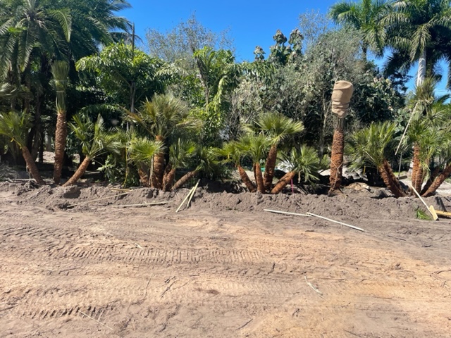 chamaerops-humilis-european-fan-palm-mediterranean-fan-palm