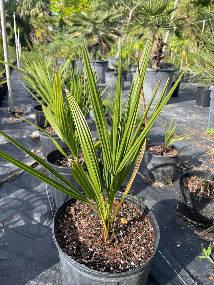 chamaerops-humilis-european-fan-palm-mediterranean-fan-palm