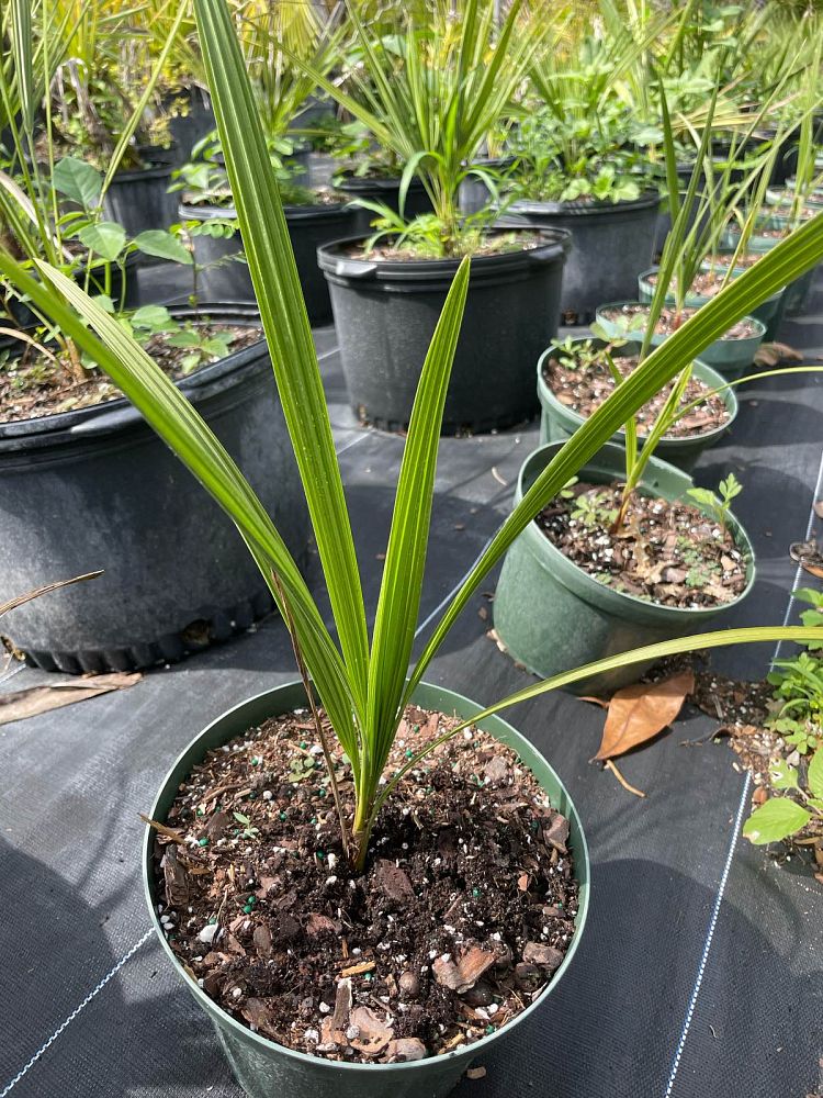 chamaerops-humilis-european-fan-palm-mediterranean-fan-palm