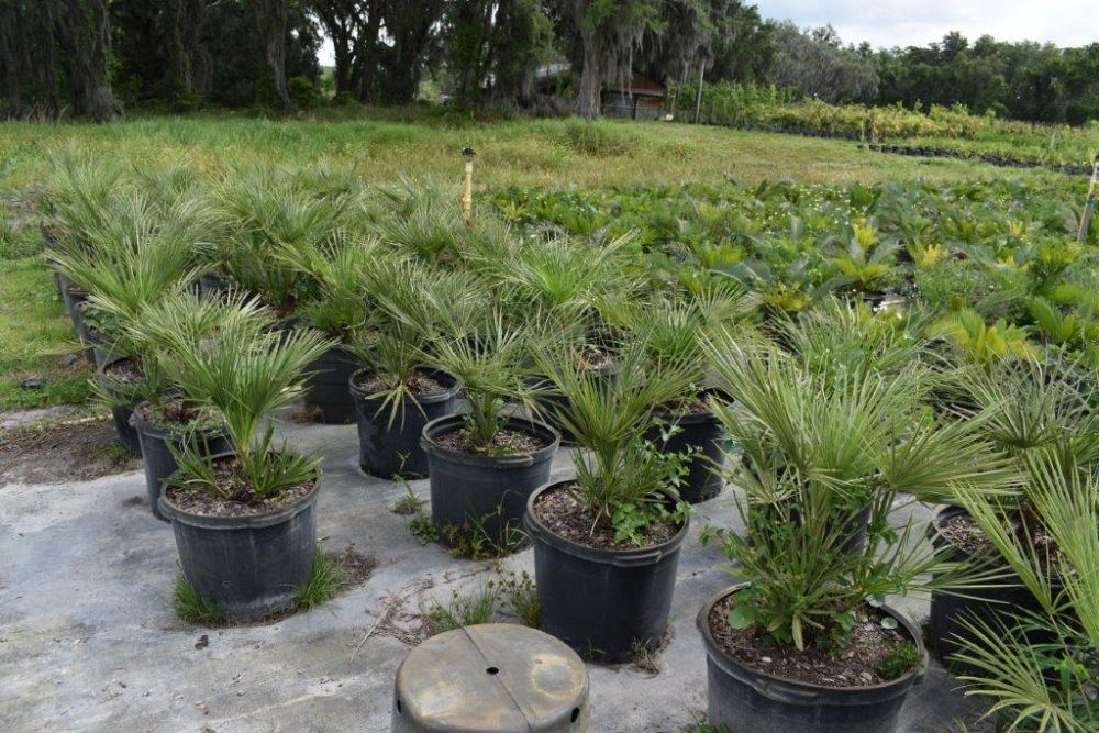 chamaerops-humilis-european-fan-palm-mediterranean-fan-palm
