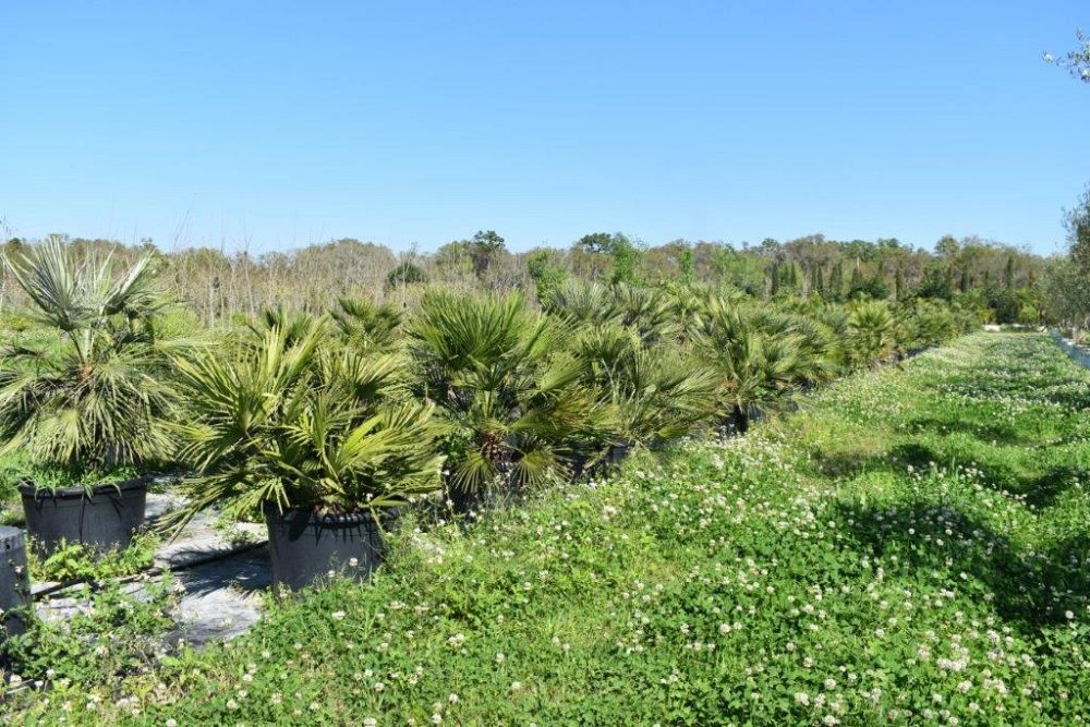 chamaerops-humilis-european-fan-palm-mediterranean-fan-palm