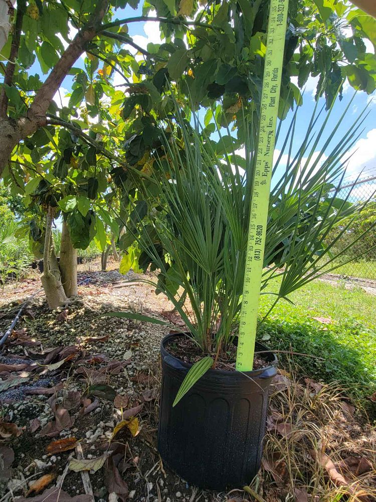 chamaerops-humilis-european-fan-palm-mediterranean-fan-palm