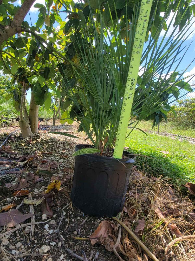 chamaerops-humilis-european-fan-palm-mediterranean-fan-palm