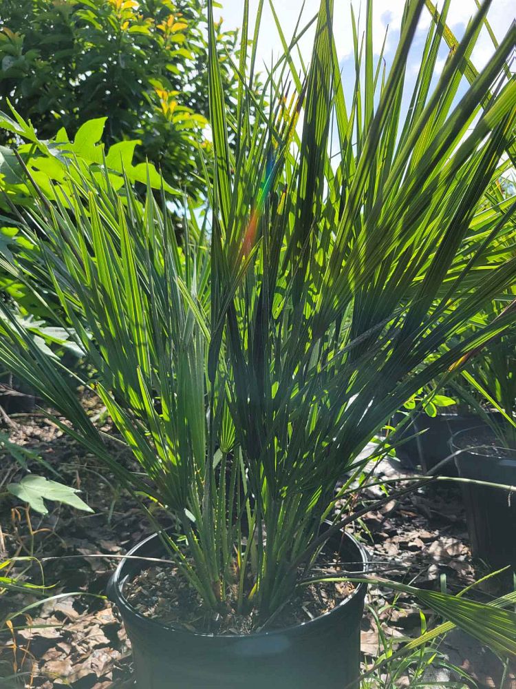 chamaerops-humilis-european-fan-palm-mediterranean-fan-palm