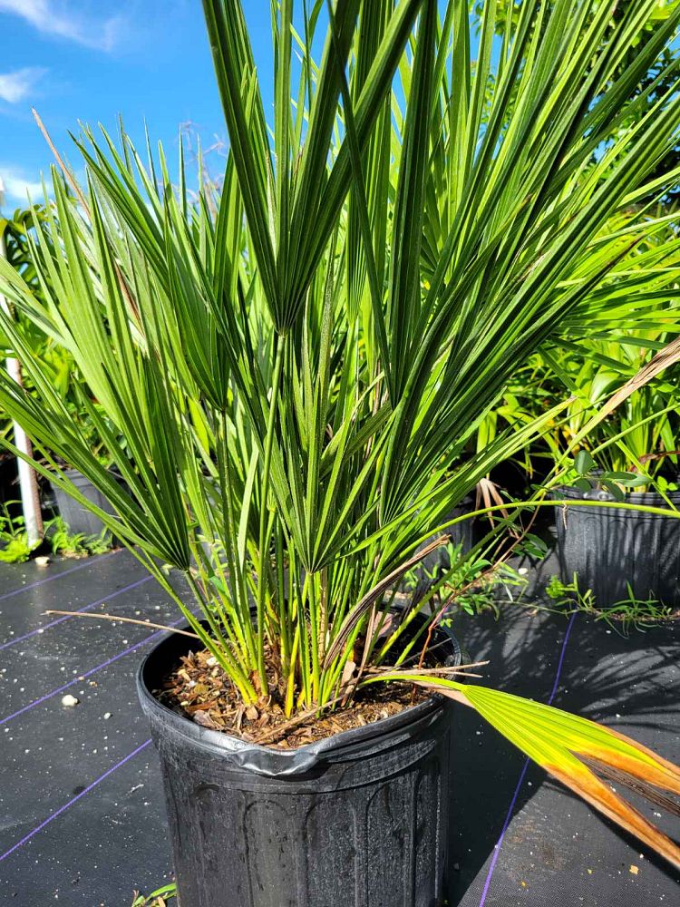 chamaerops-humilis-european-fan-palm-mediterranean-fan-palm