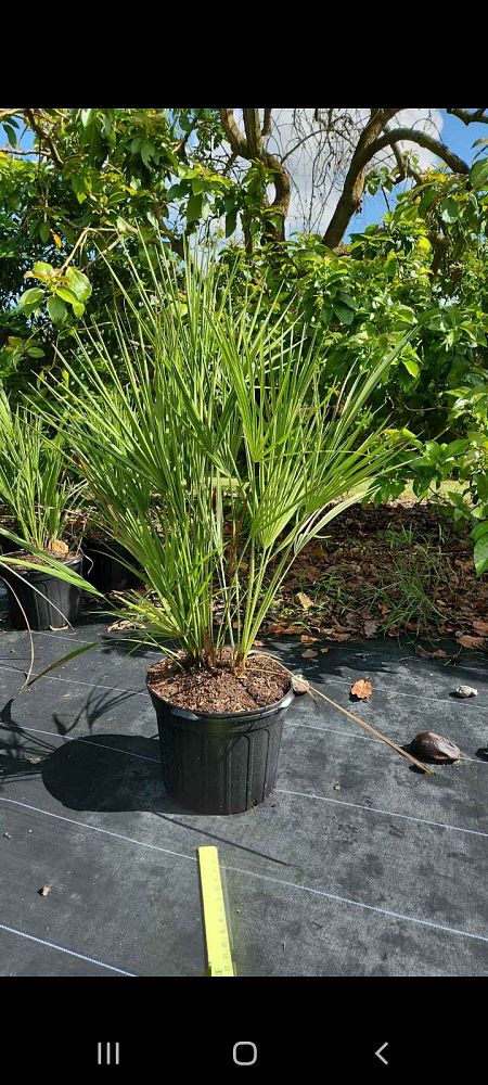 chamaerops-humilis-european-fan-palm-mediterranean-fan-palm