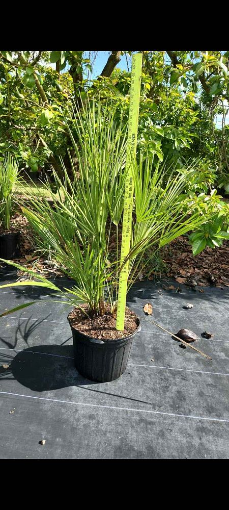 chamaerops-humilis-european-fan-palm-mediterranean-fan-palm
