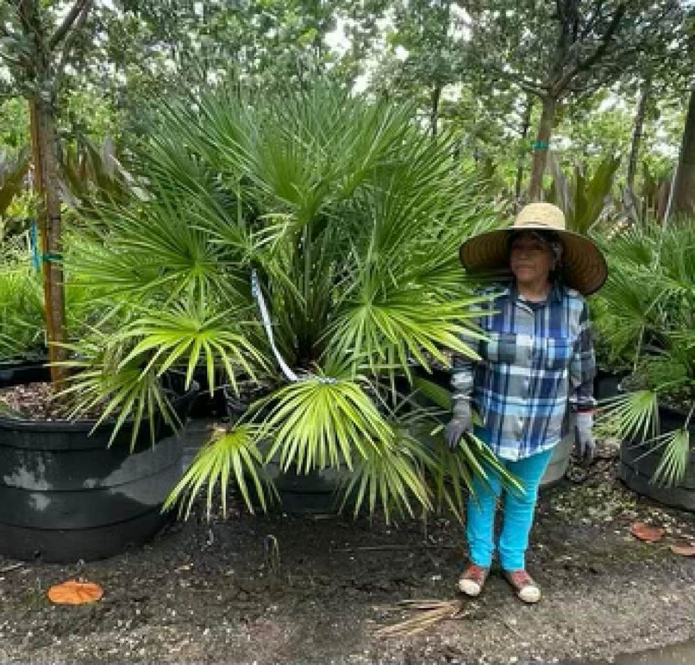 chamaerops-humilis-european-fan-palm-mediterranean-fan-palm