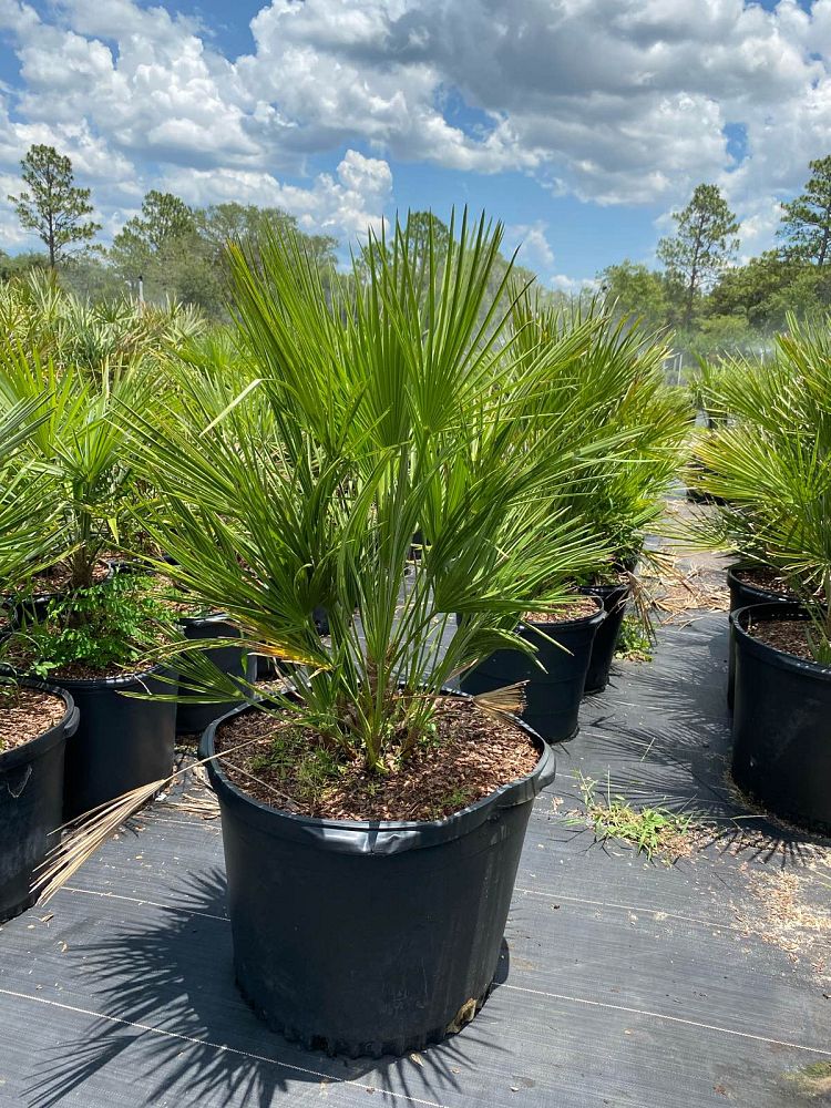 chamaerops-humilis-european-fan-palm-mediterranean-fan-palm