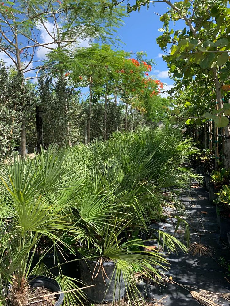 chamaerops-humilis-european-fan-palm-mediterranean-fan-palm