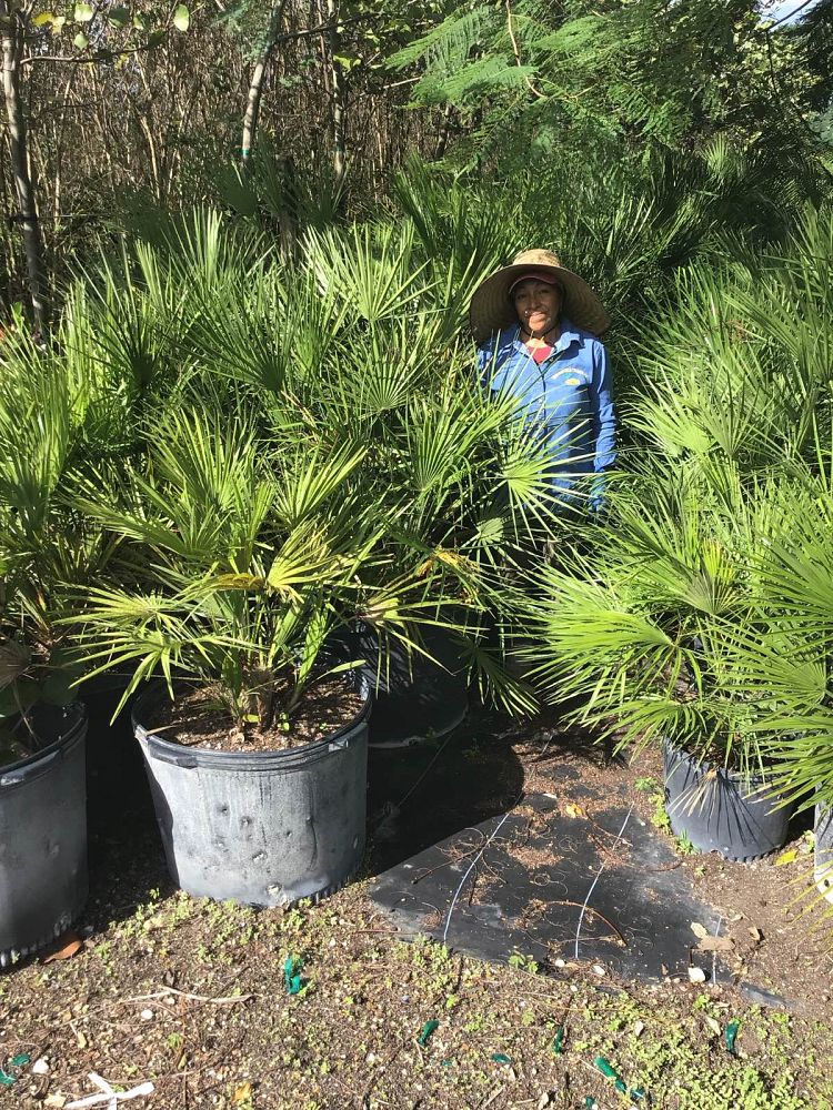 chamaerops-humilis-european-fan-palm-mediterranean-fan-palm