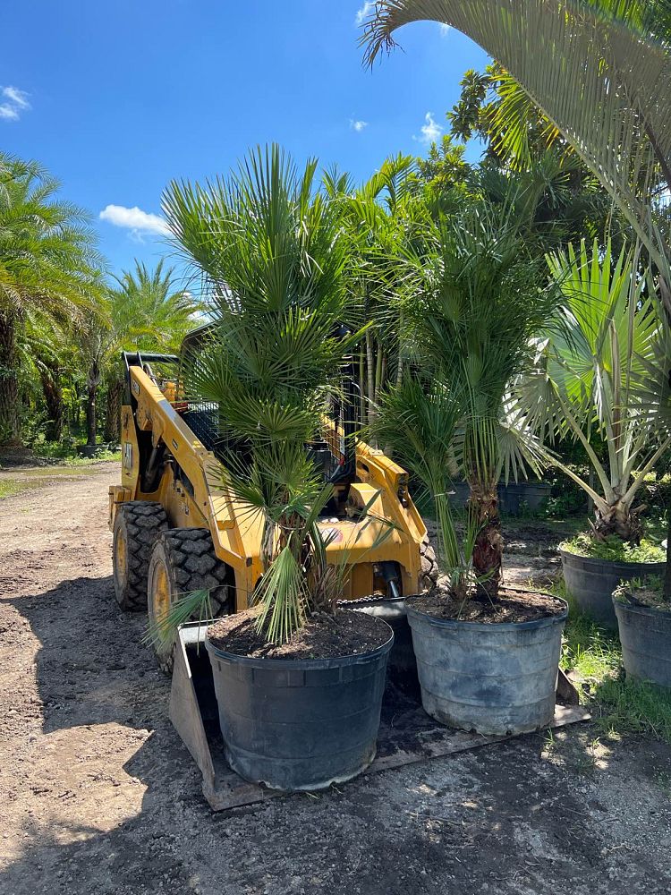chamaerops-humilis-european-fan-palm-mediterranean-fan-palm