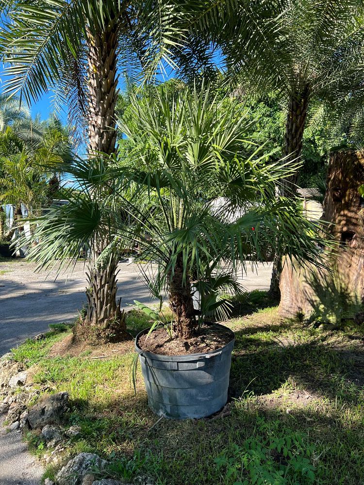 chamaerops-humilis-european-fan-palm-mediterranean-fan-palm