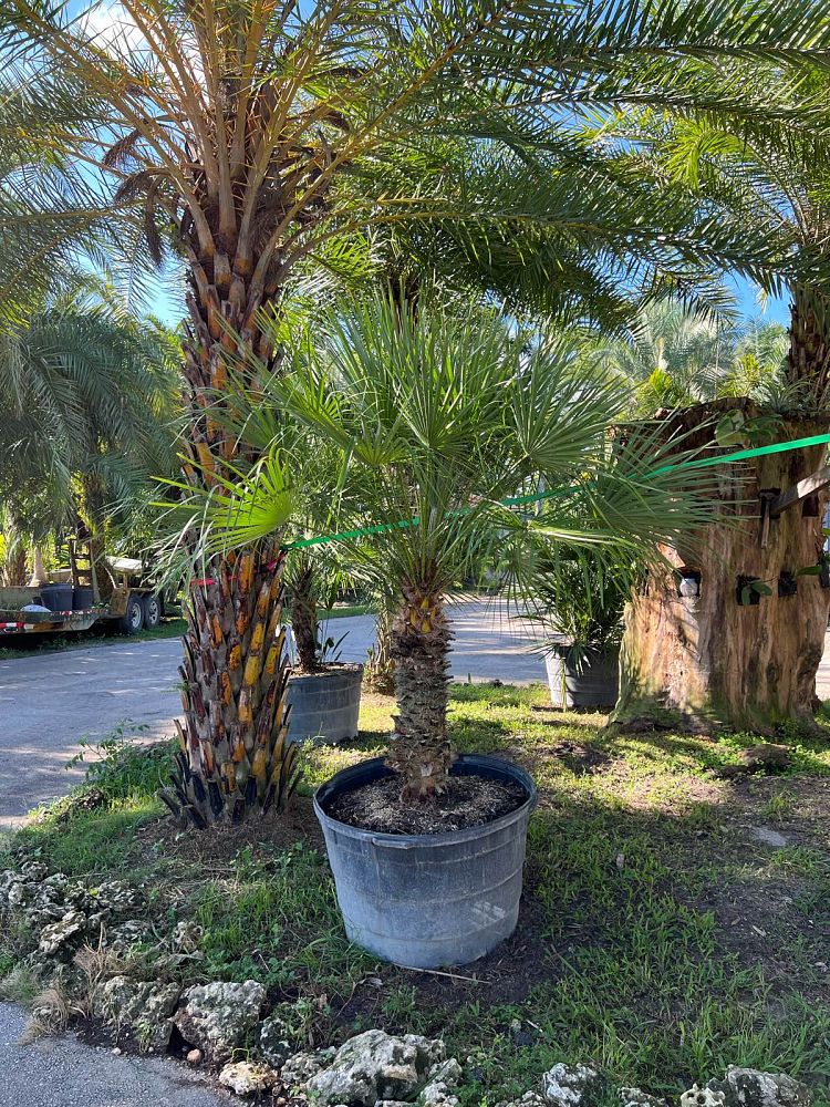 chamaerops-humilis-european-fan-palm-mediterranean-fan-palm