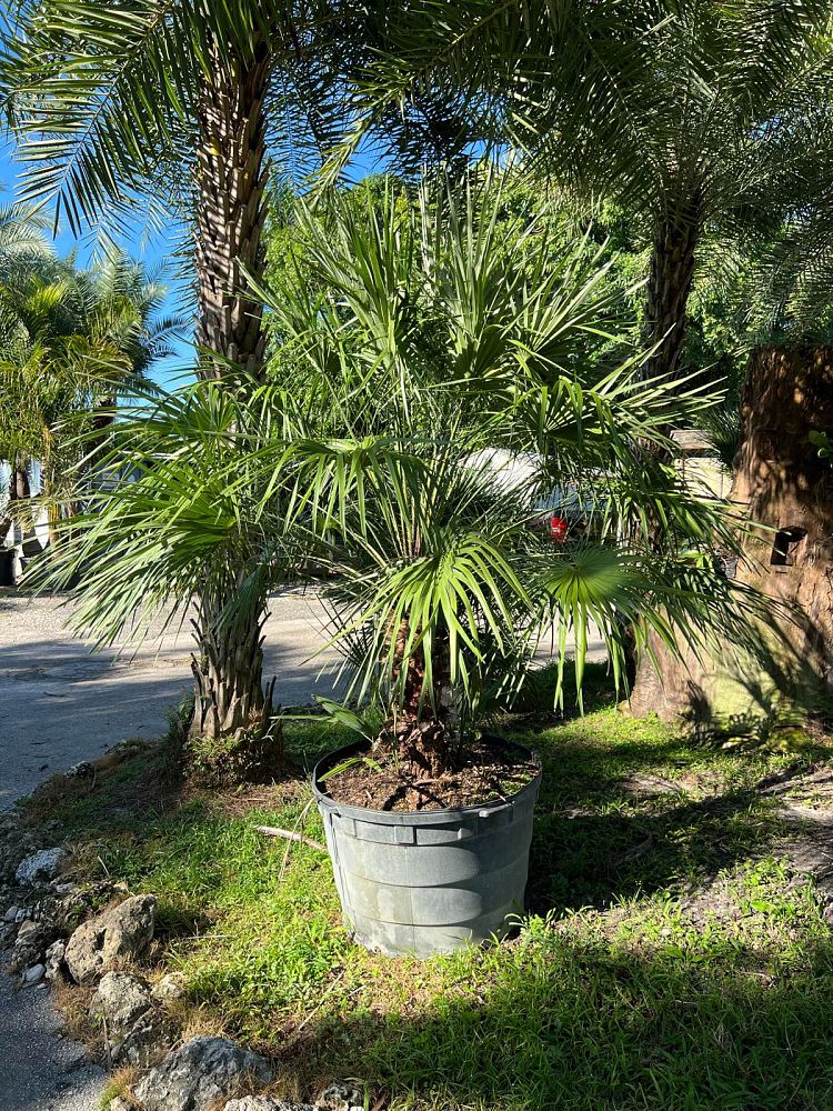 chamaerops-humilis-european-fan-palm-mediterranean-fan-palm