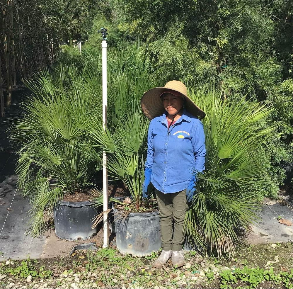 chamaerops-humilis-european-fan-palm-mediterranean-fan-palm