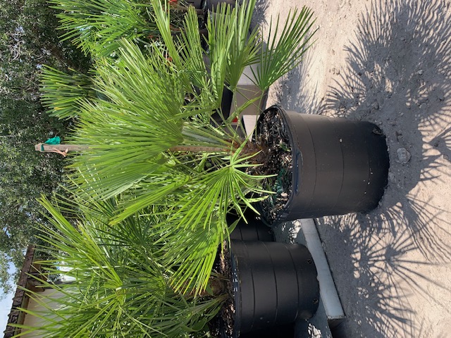 chamaerops-humilis-european-fan-palm-mediterranean-fan-palm