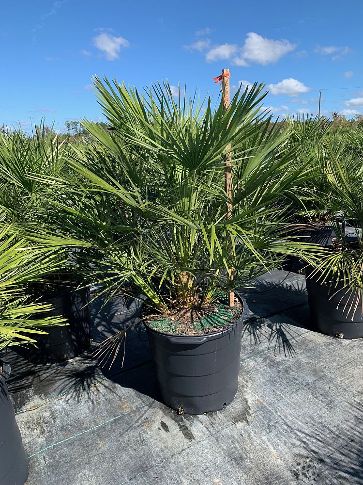 chamaerops-humilis-european-fan-palm-mediterranean-fan-palm