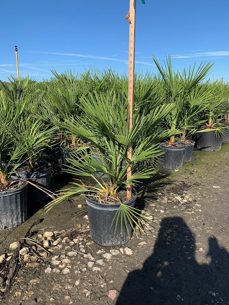 chamaerops-humilis-european-fan-palm-mediterranean-fan-palm