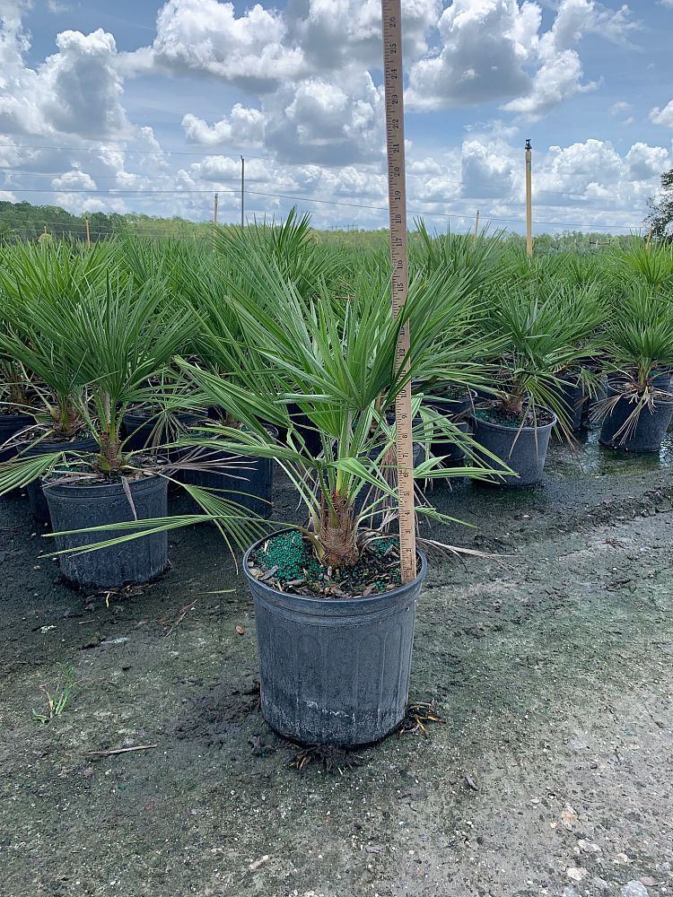 chamaerops-humilis-european-fan-palm-mediterranean-fan-palm