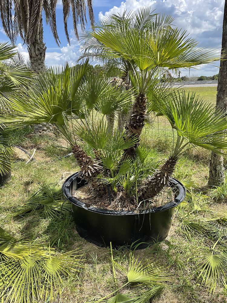 chamaerops-humilis-european-fan-palm-mediterranean-fan-palm